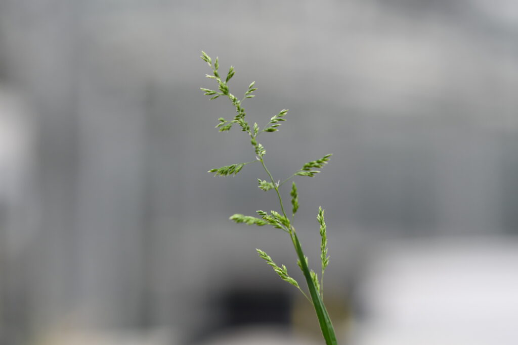 Fowl bluegrass seedhead