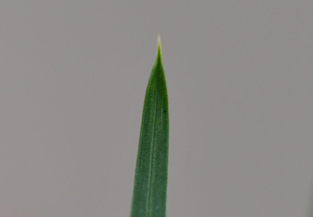 Fowl bluegrass leaf tip
