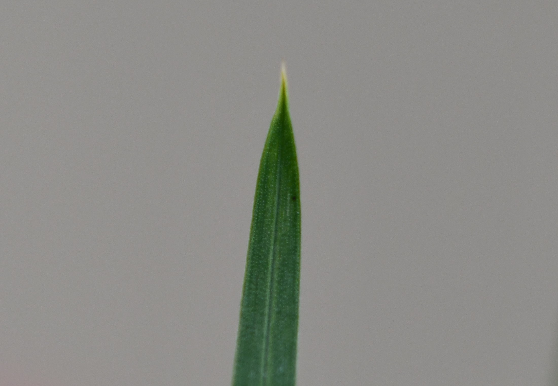 Fowl bluegrass leaf tip