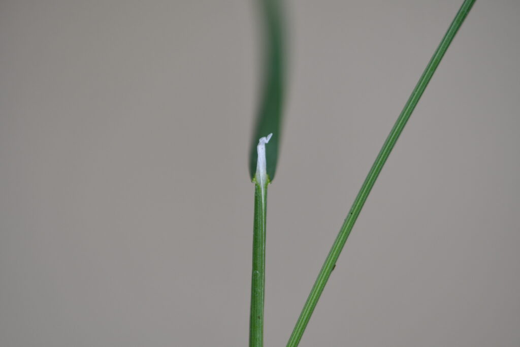 Fowl bluegrass ligule