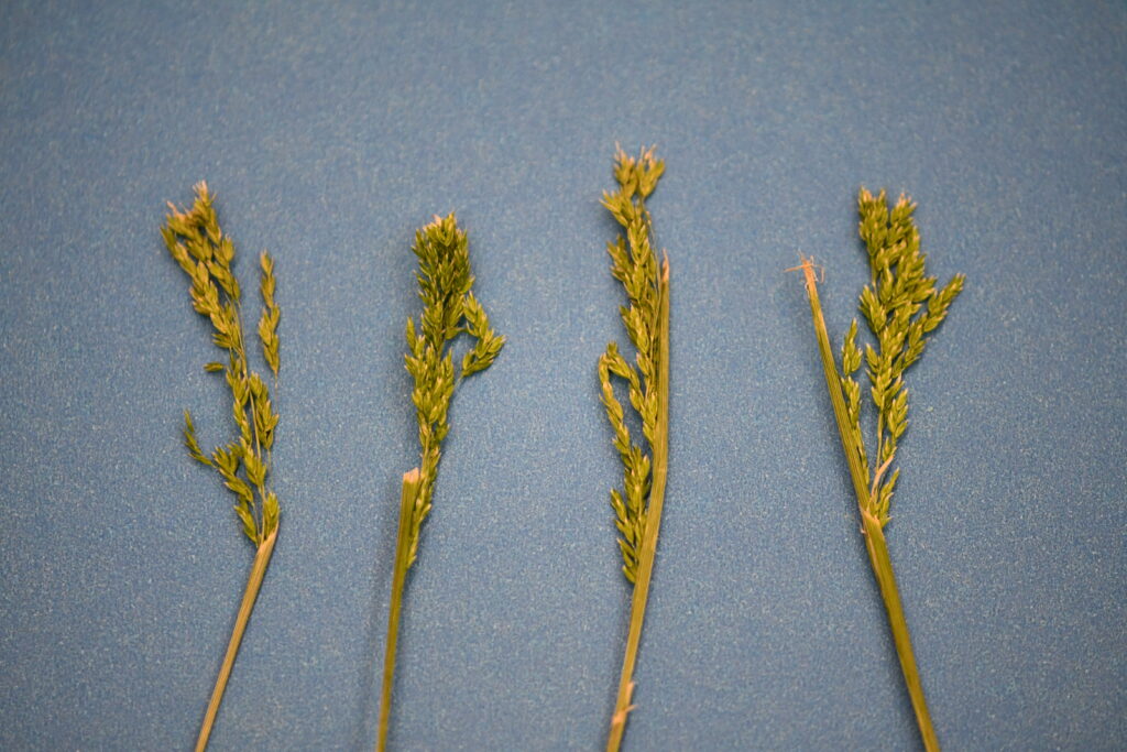 Fowl bluegrass seedheads