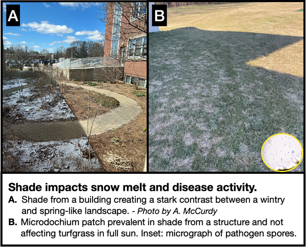 Shade impacts snow melt and disease activity with more snow mold occurring in shaded areas that have more snow cover.