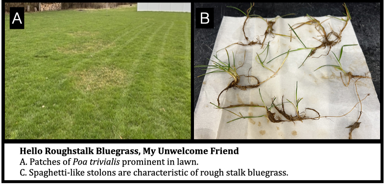 Roughstalk bluegrass is a common weed contaminant in lawns.