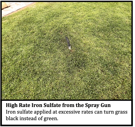 Excessive iron sulfate applications can cause black discoloration of the turf.