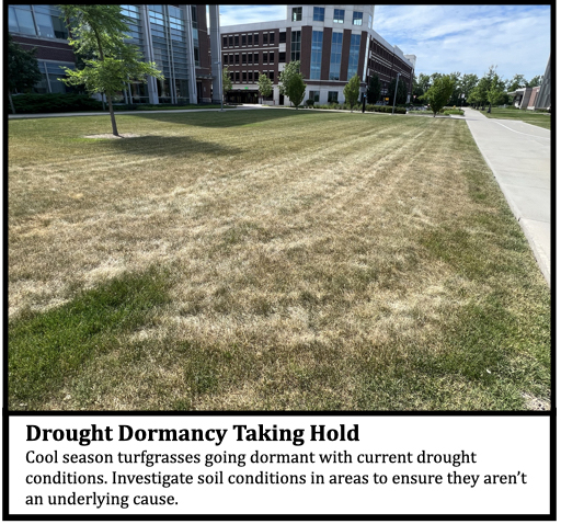Drought Dormancy Taking Hold
Cool season turfgrasses going dormant with current drought conditions. Investigate soil conditions in areas to ensure they aren’t an underlying cause.  