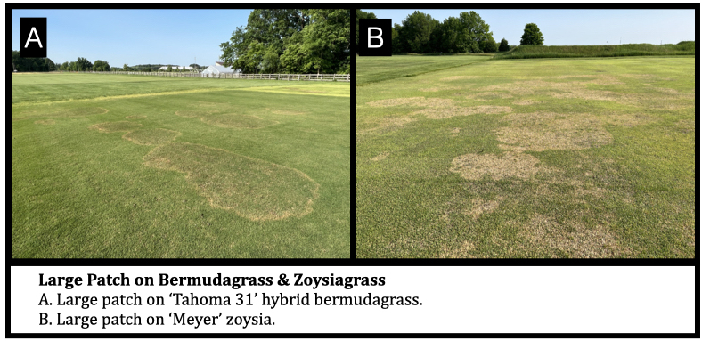 Large Patch on Bermudagrass & Zoysiagrass
A. Large patch on ‘Tahoma 31’ hybrid bermudagrass.
B. Large patch on ‘Meyer’ zoysia.
