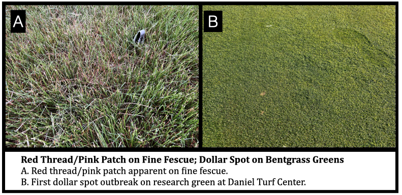 Red Thread/Pink Patch on Fine Fescue; Dollar Spot on Bentgrass Greens
A. Red thread/pink patch apparent on fine fescue.
B. First dollar spot outbreak on research green at Daniel Turf Center. 