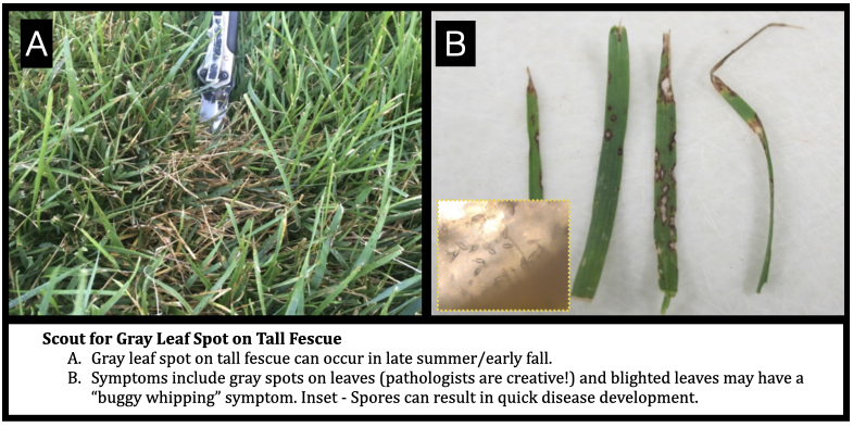 Scout for Gray Leaf Spot on Tall Fescue