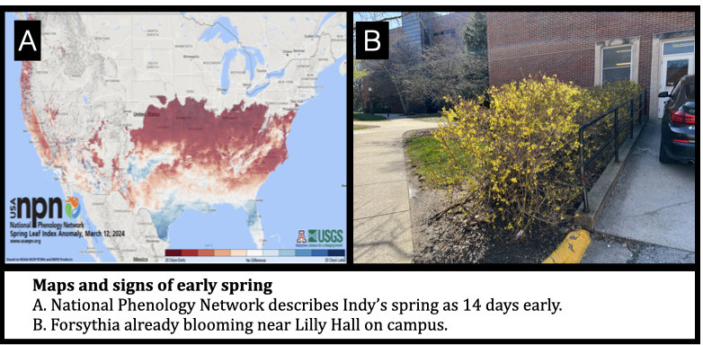 Maps and Signs of Early Spring
A. National Phenology Network describes Indy’s spring as 14 days early.
B. Forsythia already blooming near Lilly Hall on campus.