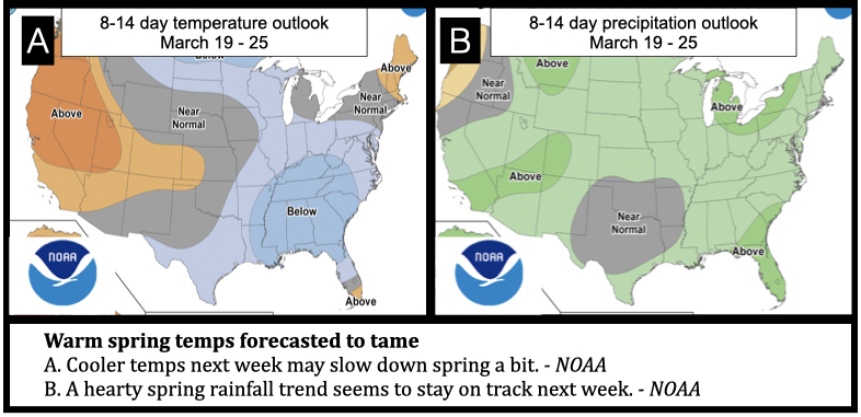 Warm spring temps forecasted to tame
A. Cooler temps next week may slow down spring a bit. - NOAA
B. A hearty spring rainfall trend seems to stay on track next week. - NOAA