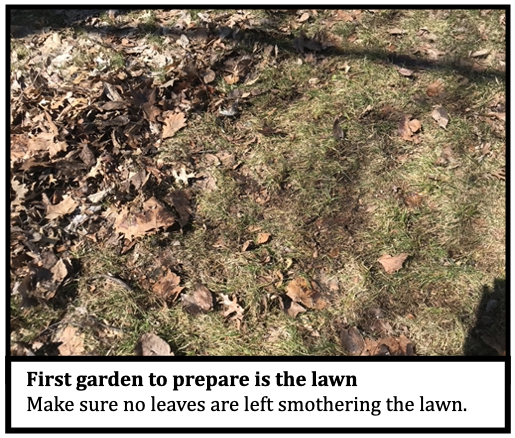 First garden to prepare is the lawn
Make sure no leaves are left smothering the lawn.