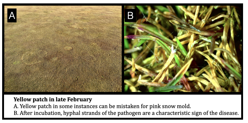 Yellow patch in late February
A. Yellow patch in some instances can be mistaken for pink snow mold. 
B. After incubation, hyphal strands of the pathogen are a characteristic sign of the disease.