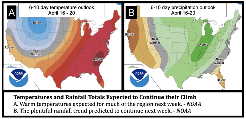 Temperatures and Rainfall Totals Expected to Continue their Climb
A. Warm temperatures expected for much of the region next week. - NOAA
B. The plentiful rainfall trend predicted to continue next week. - NOAA