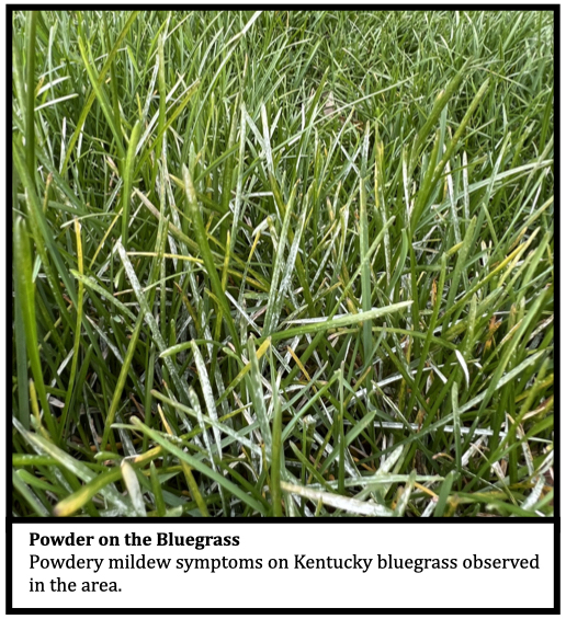 Powder on the Bluegrass
Powdery mildew symptoms on Kentucky bluegrass observed in the area. 