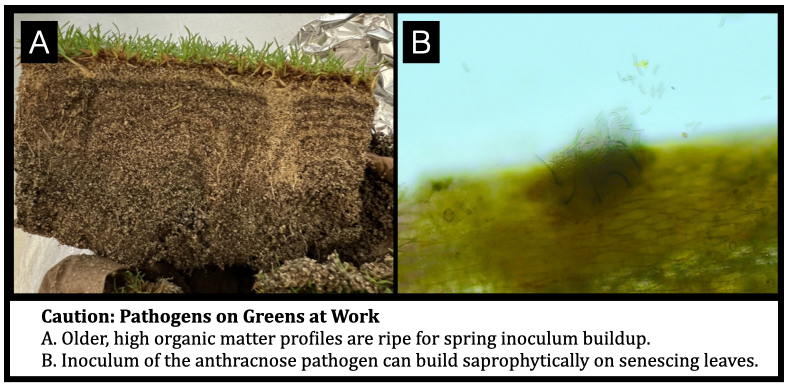 Caution: Pathogens on Greens at Work A. Older, high organic matter profiles are ripe for spring inoculum buildup. B. Inoculum of the anthracnose pathogen can build saprophytically on senescing leaves.