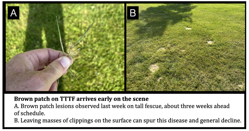 Brown patch on TTTF arrives early on the scene A. Brown patch lesions observed last week on tall fescue, about three weeks ahead  of schedule. B. Leaving masses of clippings on the surface can spur this disease and general decline.