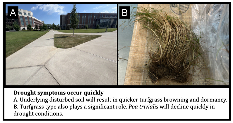 Drought symptoms occur quickly A. Underlying disturbed soil will result in quicker turfgrass browning and dormancy. B. Turfgrass type also plays a significant role. Poa trivialis will decline quickly in drought conditions.