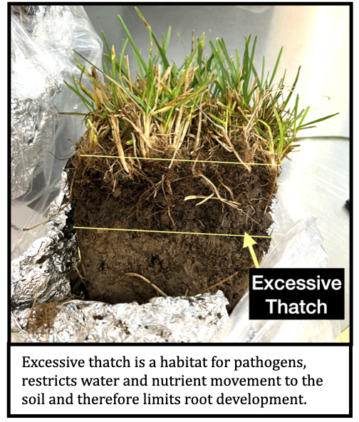 Excessive thatch is a habitat for pathogens, restricts water and nutrient movement to the soil and therefore limits root development.