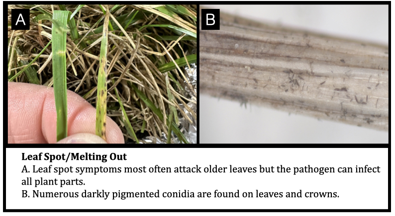 Leaf Spot/Melting Out A. Leaf spot symptoms most often attack older leaves but the pathogen can infect all plant parts. B. Numerous darkly pigmented conidia are found on leaves and crowns.