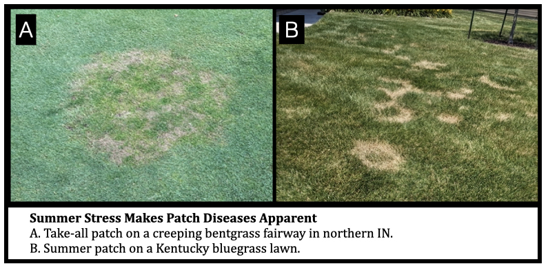 Summer Stress Makes Patch Diseases Apparent A. Take-all patch on a creeping bentgrass fairway in northern IN. B. Summer patch on a Kentucky bluegrass lawn.