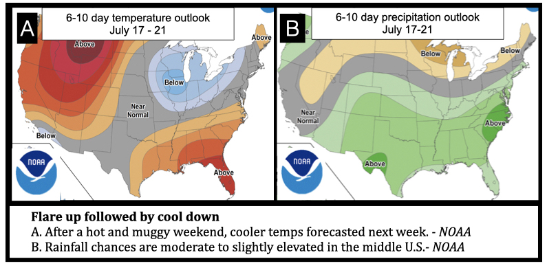 Flare up followed by cool down A. After a hot and muggy weekend, cooler temps forecasted next week. - NOAA B. Rainfall chances are moderate to slightly elevated in the middle U.S.- NOAA