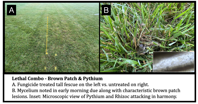 Lethal Combo - Brown Patch & Pythium A. Fungicide treated tall fescue on the left vs. untreated on right. B. Mycelium noted in early morning due along with characteristic brown patch lesions. Inset: Microscopic view of Pythium and Rhizoc attacking in harmony.