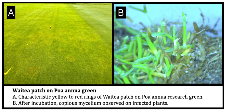 Waitea patch on Poa annua green A. Characteristic yellow to red rings of Waitea patch on Poa annua research green. B. After incubation, copious mycelium observed on infected plants.