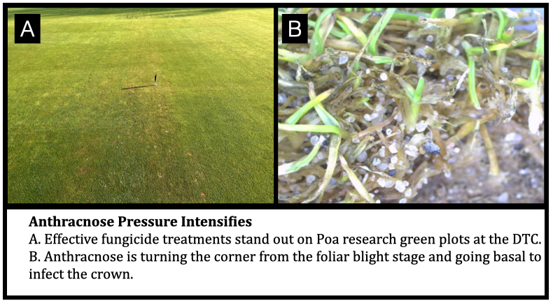 Anthracnose Pressure Intensifies A. Effective fungicide treatments stand out on Poa research green plots at the DTC. B. Anthracnose is turning the corner from the foliar blight stage and going basal to infect the crown.