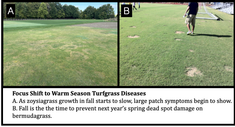 Focus Shift to Warm Season Turfgrass Diseases
A. As zoysiagrass growth in fall starts to slow, large patch symptoms begin to show.
B. Fall is the the time to prevent next year’s spring dead spot damage on bermudagrass.