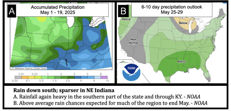 Rain down south; sparser in NE Indiana
A. Rainfall again heavy in the southern part of the state and through KY. - NOAA
B. Above average rain chances expected for much of the region to end May. - NOAA