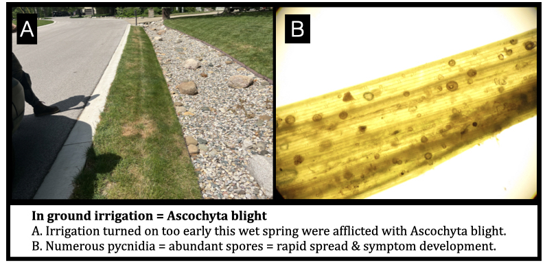 In ground irrigation = Ascochyta blight
A. Irrigation turned on too early this wet spring were afflicted with Ascochyta blight.
B. Numerous pycnidia = abundant spores = rapid spread & symptom development.