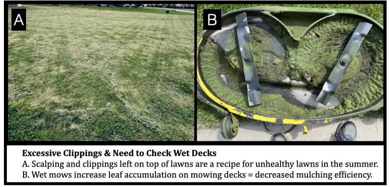 Excessive Clippings & Need to Check Wet Decks
A. Scalping and clippings left on top of lawns are a recipe for unhealthy lawns in the summer. 
B. Wet mows increase leaf accumulation on mowing decks = decreased mulching efficiency.