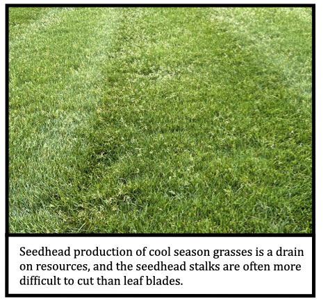 Seedhead production of cool season grasses is a drain on resources, and the seedhead stalks are often more difficult to cut than leaf blades.  