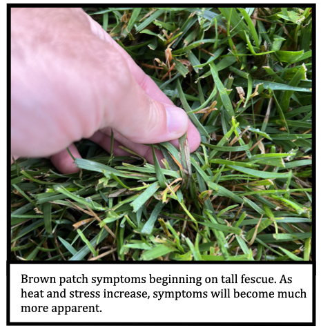 Brown patch symptoms beginning on tall fescue. As heat and stress increase, symptoms will become much more apparent. 