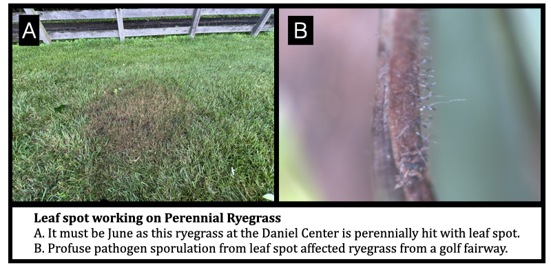Leaf spot working on Perennial Ryegrass
A. It must be June as this ryegrass at the Daniel Center is perennially hit with leaf spot.
B. Profuse pathogen sporulation from leaf spot affected ryegrass from a golf fairway.