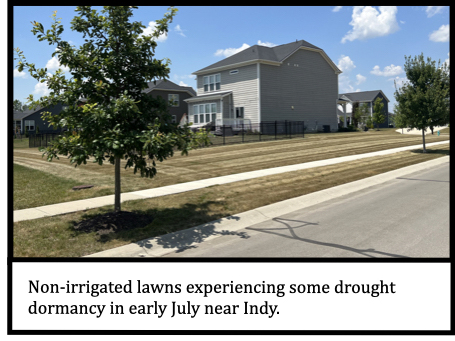 Non-irrigated lawns experiencing some drought dormancy in early July near Indy.
