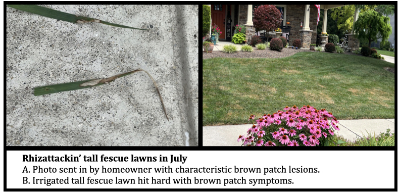 Rhizattackin’ tall fescue lawns in July A. Photo sent in by homeowner with characteristic brown patch lesions. B. Irrigated tall fescue lawn hit hard with brown patch symptoms.