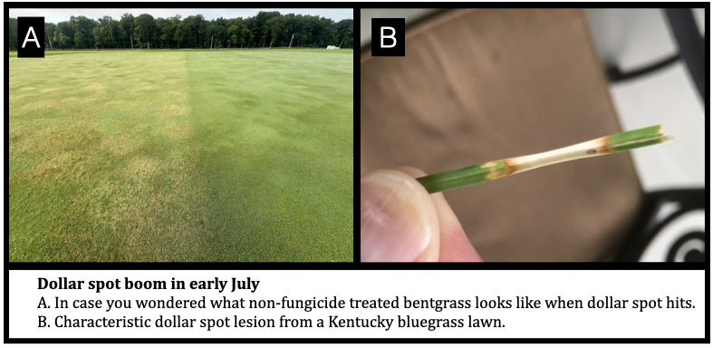 Dollar spot boom in early July A. In case you wondered what non-fungicide treated bentgrass looks like when dollar spot hits. B. Characteristic dollar spot lesion from a Kentucky bluegrass lawn.