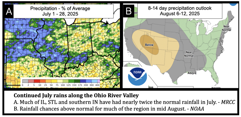 Continued July rains along the Ohio River Valley
A. Much of IL, STL and southern IN have had nearly twice the normal rainfall in July. - MRCC
B. Rainfall chances above normal for much of the region in mid August. - NOAA