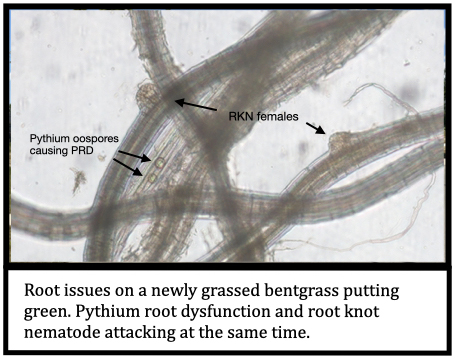 Root issues on a newly grassed bentgrass putting green. Pythium root dysfunction and root knot nematode attacking at the same time.