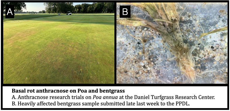 Basal rot anthracnose on Poa and bentgrass
A. Anthracnose research trials on Poa annua at the Daniel Turfgrass Research Center.
B. Heavily affected bentgrass sample submitted late last week to the PPDL. 