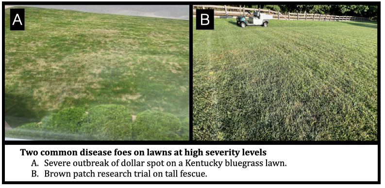 Two common disease foes on lawns at high severity levels
Severe outbreak of dollar spot on a Kentucky bluegrass lawn.
Brown patch research trial on tall fescue.