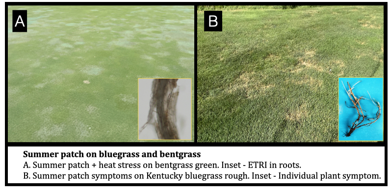 Summer patch on bluegrass and bentgrass A. Summer patch + heat stress on bentgrass green. Inset - ETRI in roots. B. Summer patch symptoms on Kentucky bluegrass rough. Inset - Individual plant symptom.