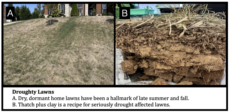 Droughty Lawns
A. Dry, dormant home lawns have been a hallmark of late summer and fall. 
B. Thatch plus clay is a recipe for seriously drought affected lawns.  