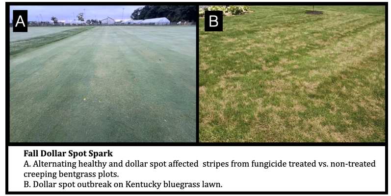 Fall Dollar Spot Spark
A. Alternating healthy and dollar spot affected  stripes from fungicide treated vs. non-treated creeping bentgrass plots. 
B. Dollar spot outbreak on a Kentucky bluegrass lawn.