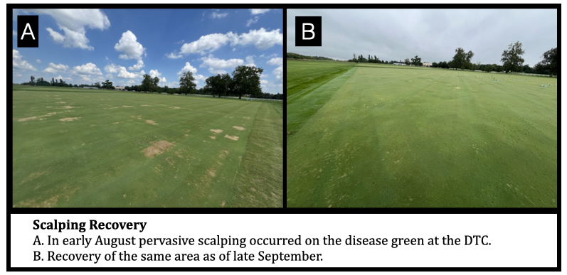 Fall Dollar Spot Spark
A. Alternating healthy and dollar spot affected  stripes from fungicide treated vs. non-treated creeping bentgrass plots. 
B. Dollar spot outbreak on a Kentucky bluegrass lawn.