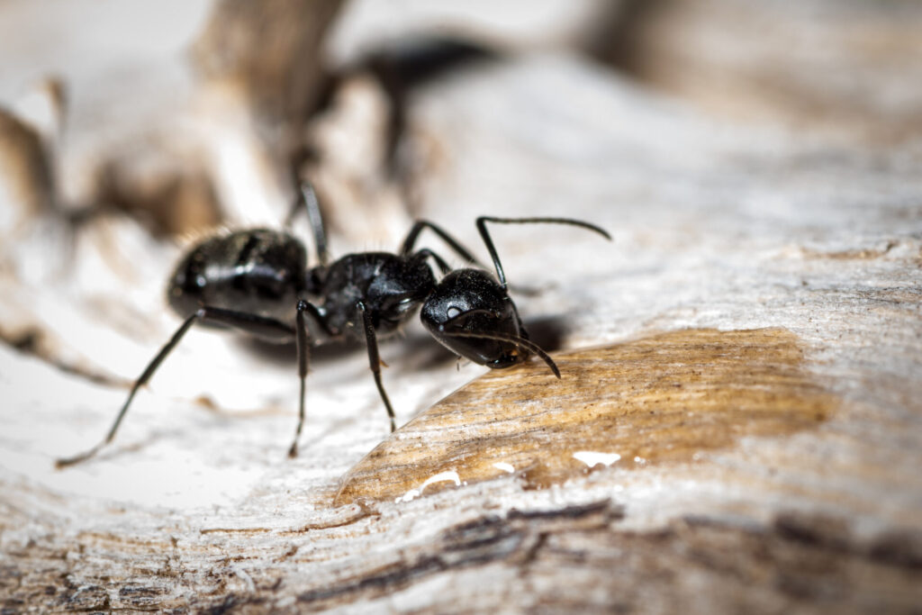 Close-up of an ant feeding, illustrating turfgrass insect pests