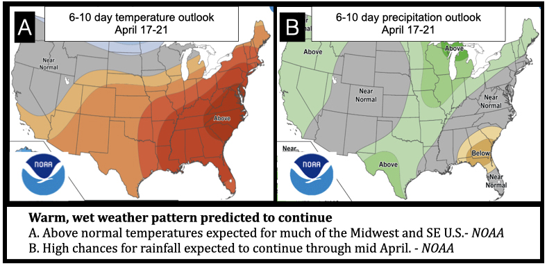 Warm, wet weather pattern predicted to continue A. Above normal temperatures expected for much of the Midwest and SE U.S.- NOAA B. High chances for rainfall expected to continue through mid April. - NOAA
