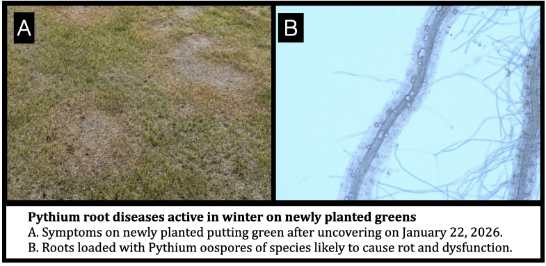 Pythium root diseases active in winter on newly planted greens A. Symptoms on newly planted putting green after uncovering on January 22, 2026. B. Roots loaded with Pythium oospores of species likely to cause rot and dysfunction.