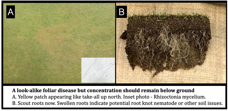 A look-alike foliar disease but concentration should remain below ground
A. Yellow patch appearing like take-all up north. Inset photo - Rhizoctonia mycelium.
B. Scout roots now. Swollen roots indicate potential root knot nematode or other soil issues.